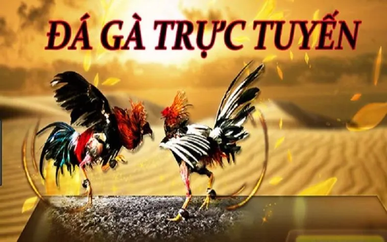 Hướng Dẫn Chơi Đá Gà GA28 Tại FB68: Chi Tiết Và Hiệu Quả